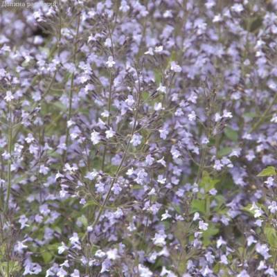 Душевик Блю Клауд - Dolinasad.by