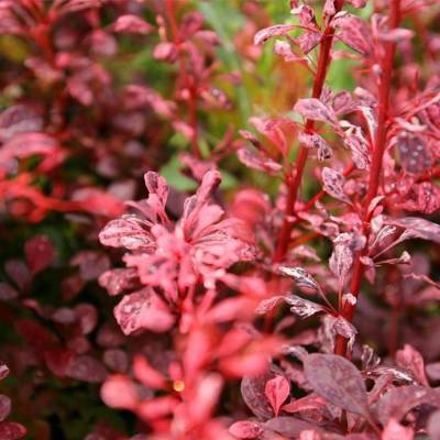 Барбарис Тунберга Келлерис, С3 - Dolinasad.by