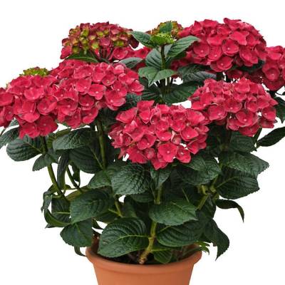 Гортензия крупнолистная Рана - Dolinasad.by