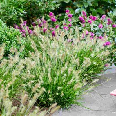 Пеннисетум лисохвостный Тайни Твинглер - Dolinasad.by