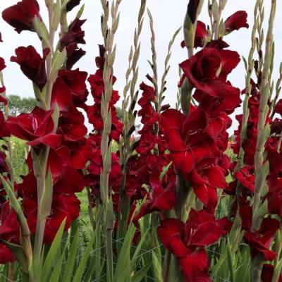 Гладиолус Фэт Бой - Dolinasad.by