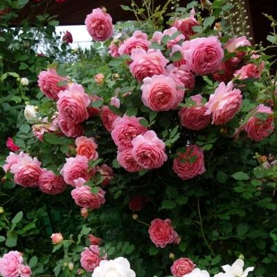 Роза Джубили Селебрейшн в горшке - Dolinasad.by