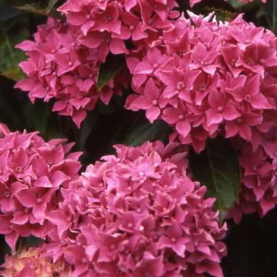 Гортензия крупнолистная Товелит - Dolinasad.by