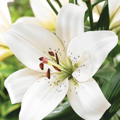 Лилия Айлайнер - Dolinasad.by