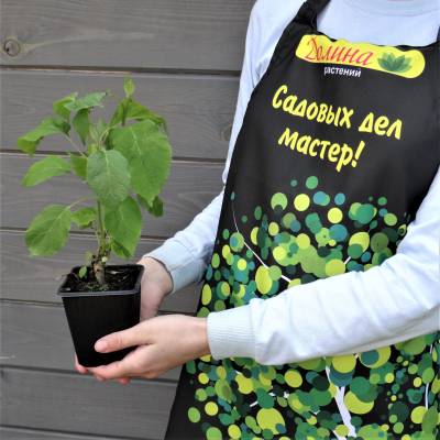 Гортензия древовидная Аннабель, С3 - Dolinasad.by