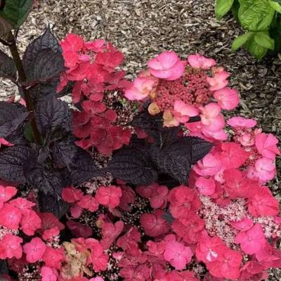 Гортензия пильчатая Дардевил, С3 - Dolinasad.by