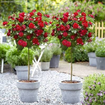 Роза штамбовая Сатчмо - Dolinasad.by