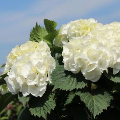 Гортензия крупнолистная Хай Кристал Пэлас, С2 - Dolinasad.by