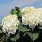 Гортензия крупнолистная Хай Кристал Пэлас, С2 - Dolinasad.by