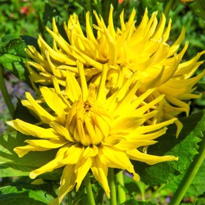 Георгина Еллоу Стар - Dolinasad.by