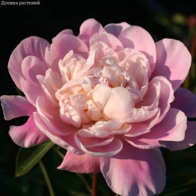 Пион Катарина Фонтейн - Dolinasad.by