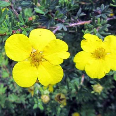 Лапчатка кустарниковая Клондайк, С3 - Dolinasad.by