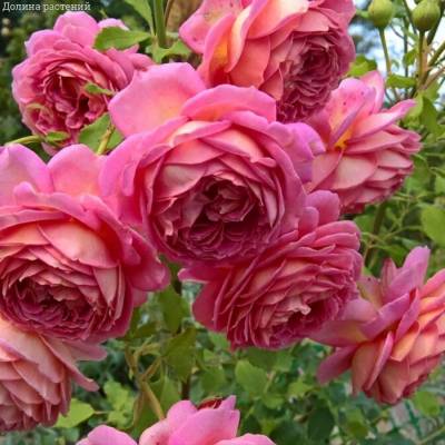 Роза Джубили Селебрейшн - Dolinasad.by