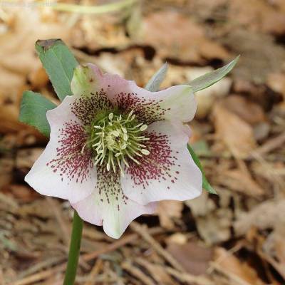 Морозник Боллим Морозник Боллим - Dolinasad.by