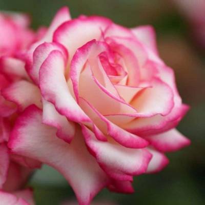 Роза штамбовая Ламинуэтт - Dolinasad.by