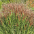 Мискантус Голд Бриз , С1,5 фото