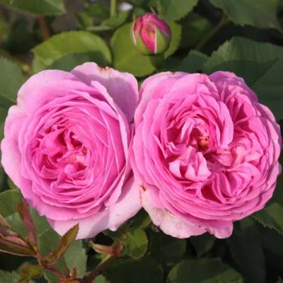 Роза Луис Одьер - Dolinasad.by