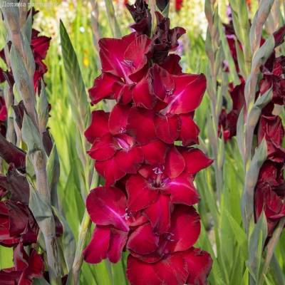 Гладиолус Фэт Бой - Dolinasad.by