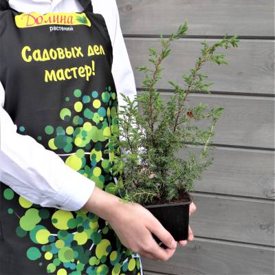 Можжевельник обыкновенный Суецика, С3 - Dolinasad.by