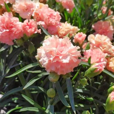 Гвоздика Свит Плеже Априкот - Dolinasad.by