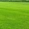 Газонная трава Солнечная поляна, 1 кг - Dolinasad.by