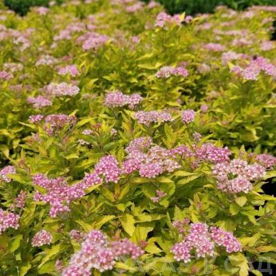 Спирея Зен Спирит Голд, С2 - Dolinasad.by