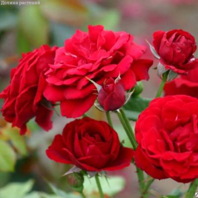 Роза Ален в горшке - Dolinasad.by