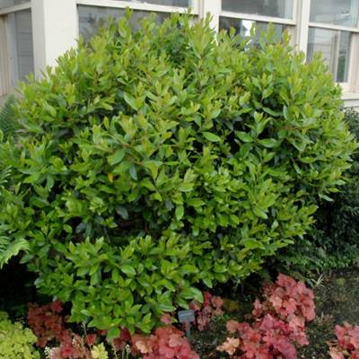 Земляничное дерево Компакта - Dolinasad.by