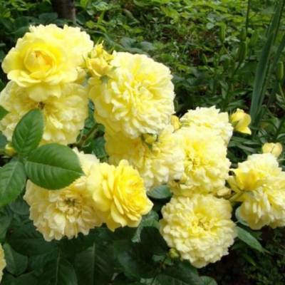 Роза Анни Дюпрей в горшке - Dolinasad.by