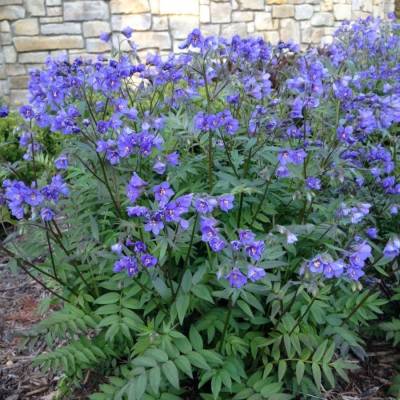 Синюха езоэнская Брессинхам Пурпл - Dolinasad.by