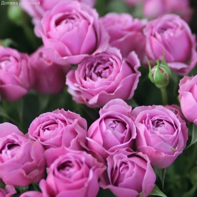 Роза Мисти Баблс в горшке - Dolinasad.by