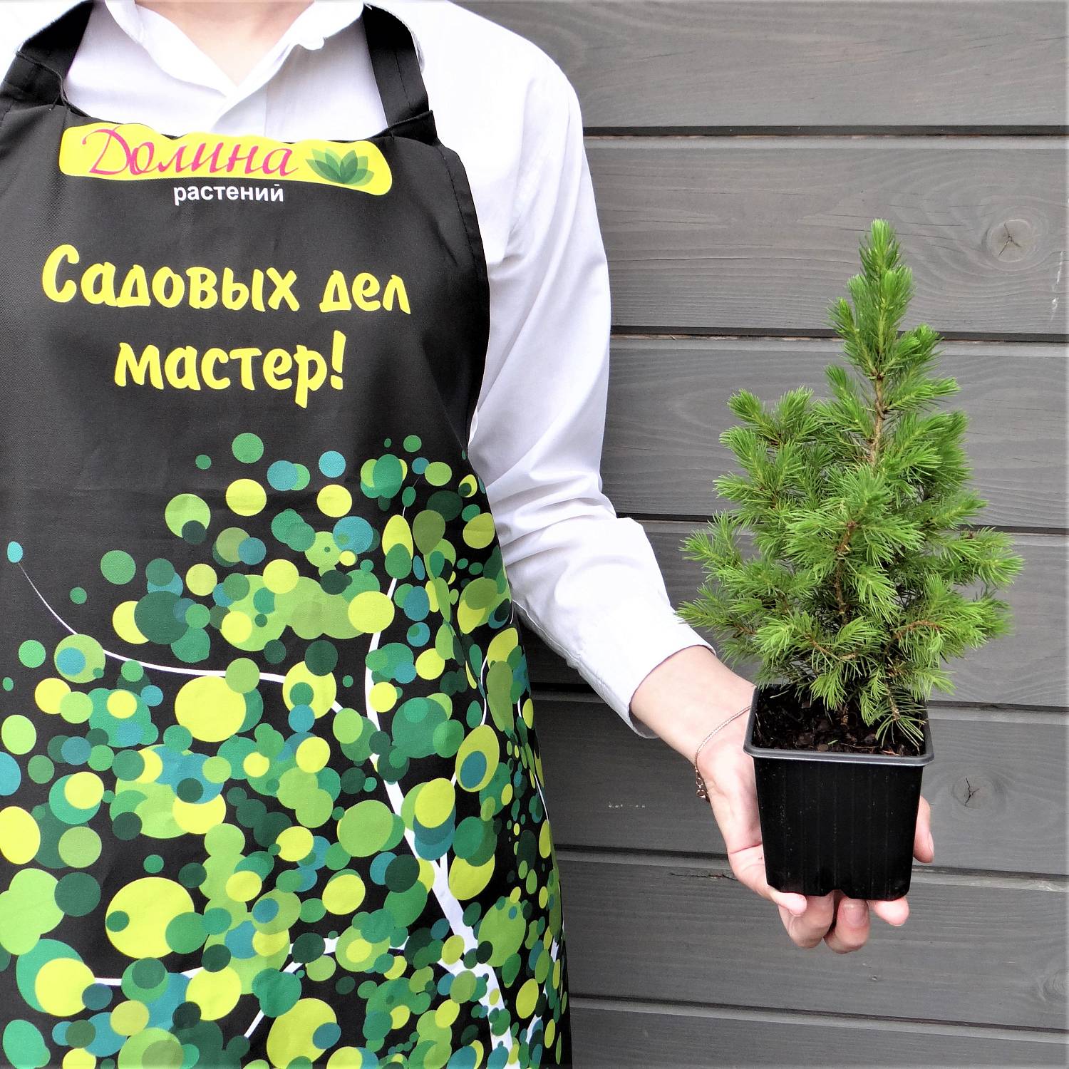 Ель сизая Коника Десембер, С3 - Dolinasad.by