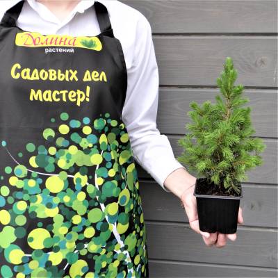 Ель сизая Коника Десембер, С3 - Dolinasad.by