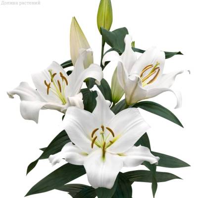 Лилия Замбези Лилия Замбези - Dolinasad.by