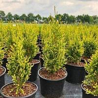 Туя западная Брайт Смарагд, С2 - Dolinasad.by