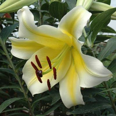 Лилия Конка д’Ор Лилия Конка д’Ор - Dolinasad.by