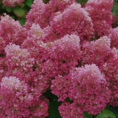 Гортензия метельчатая Петит Флори, С3 - Dolinasad.by