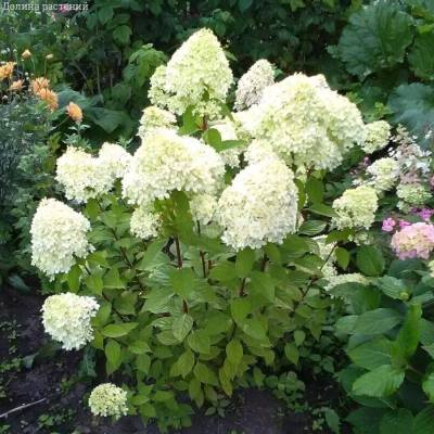 Гортензия метельчатая Би Хеппи, С2 - Dolinasad.by