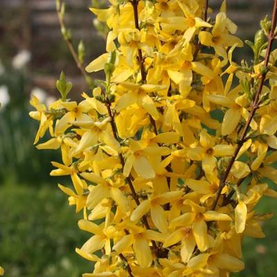 Форзиция Миниголд, С3 - Dolinasad.by