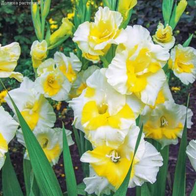 Гладиолус Багги - Dolinasad.by