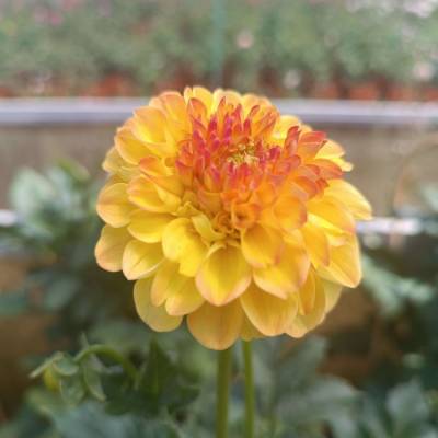 Георгина Санни Бой - Dolinasad.by