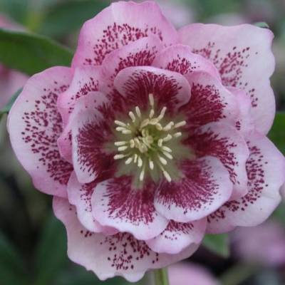 Морозник Винтер Эмоушнс Трипл Пинк Морозник Винтер Эмоушнс Трипл Пинк - Dolinasad.by