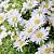 Астра кустарниковая Шнеекисен - Dolinasad.by