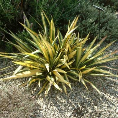 Юкка Колор Гуард - Dolinasad.by