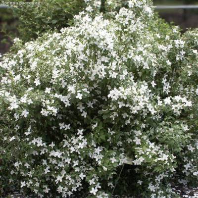 Чубушник Силберреген, С3 - Dolinasad.by