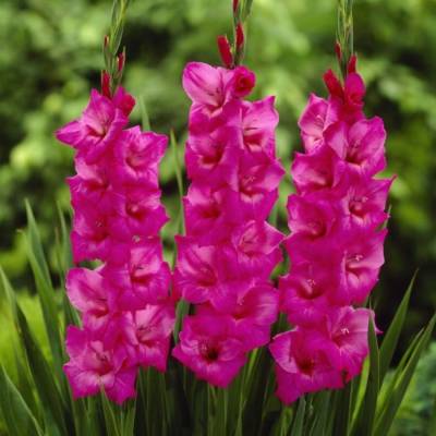 Гладиолус Фиделио - Dolinasad.by