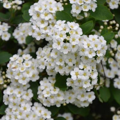 Спирея тунберга - Dolinasad.by