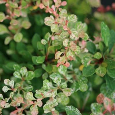 Барбарис Тунберга Келлерис, С3 - Dolinasad.by