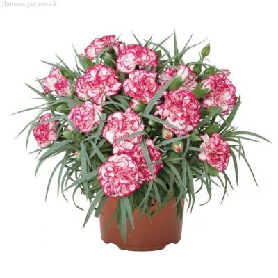 Гвоздика Менорка Иерс - Dolinasad.by