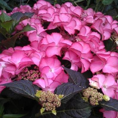 Гортензия крупнолистная Тифани Пинк, С2 - Dolinasad.by